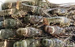 Giảm rủi ro cho ngành tôm hùm