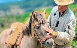 Hồn ngựa thồ phố núi