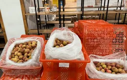 Vải thiều Việt Nam xuất sang thị trường Hoa Kỳ