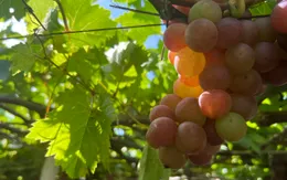 Nơi nắng gió gửi trao những mùa quả ngọt