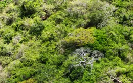 Mùa hoa xay trên Núi Chúa