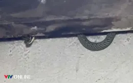 Rắn vào nhà mùa mưa, người dân xử lý thế nào cho an toàn?