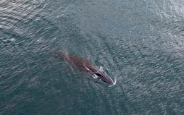 Cá voi dài hơn 10 m săn mồi gần bờ biển Quy Nhơn