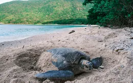 Côn Đảo qua hành trình của tình nguyện viên cứu hộ rùa biển