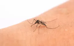Sốt vàng: Bệnh truyền nhiễm nguy hiểm và cách phòng ngừa