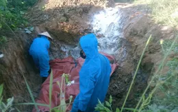 Quảng Trị: Dịch tả lợn châu Phi xuất hiện tại nhiều địa phương