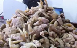 Nghệ An: Người đàn ông bị phạt hơn 260 triệu đồng vì tàng trữ 33 móng vuốt và xương sư tử