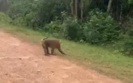 Quảng Trị: Khỉ tấn công người làm cháu bé 10 tuổi nhập viện