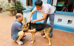 Nâng cao cảnh giác với bệnh dại trong mùa cao điểm