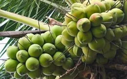 Giá dừa tăng mạnh