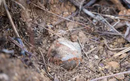 Kịp thời xử lý 3 quả bom chùm trong khu vực dân cư ở Quảng Trị