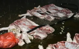 Hà Nội: Bắt 4 người, triệt phá đường dây giết mổ thịt lợn nhiễm dịch tả châu Phi quy mô lớn