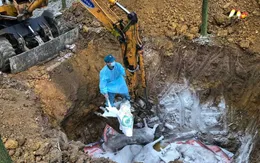 Phát hiện ngăn chặn và tiêu hủy 14 tấn lợn bị dịch tả Châu Phi