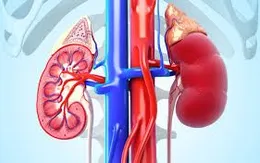 Viêm cầu thận có di truyền không?
