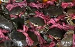 Cơ hội mới cho cua biển