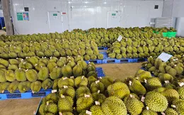 Giải pháp để nông nghiệp đạt mục tiêu xuất khẩu trên 60 tỷ USD