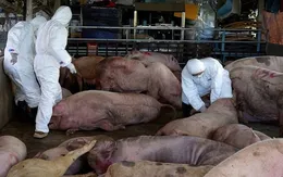 Phát hiện cơ sở thu mua lợn bị dịch tả để bán làm lạp xưởng