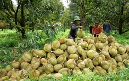 Tái cấu trúc toàn diện để tăng tốc xuất khẩu sầu riêng