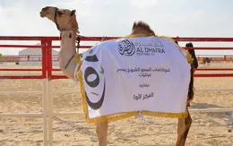 Cuộc thi Hoa hậu lạc đà: Những chuyện hậu trường thú vị