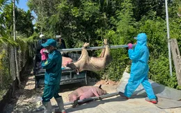 Thủ tướng yêu cầu triển khai quyết liệt các giải pháp phòng, chống dịch tả lợn Châu Phi