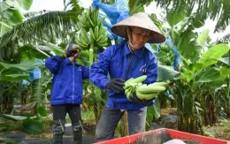 Chuối, chanh dây kỳ vọng mang về tỷ USD xuất khẩu