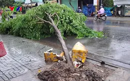 TP Hồ Chí Minh: Mưa to, gió giật mạnh khiến cây xanh gãy đổ hàng loạt 