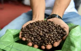 Giá cà phê tăng vọt