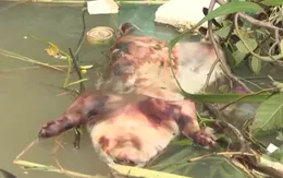 Nhiều xác lợn chết vứt trôi trên kênh giữa lúc dịch tả lợn châu Phi bùng phát