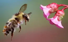 Nắng nóng kéo dài tại Mỹ ảnh hưởng đàn ong thụ phấn