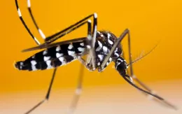 WHO cảnh báo nguy cơ lây lan virus Chikungunya