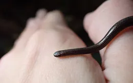 Phát hiện lại loài rắn nhỏ nhất thế giới