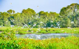 Đồng Tháp xây dựng Tràm Chim thành biểu tượng du lịch sinh thái