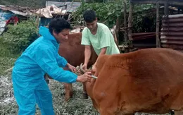 Quảng Ngãi : Cấp hơn 21.500 liều vaccine và hóa chất phòng, chống dịch bệnh động vật