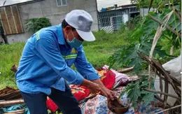 TP Hồ Chí Minh: Gia tăng số ca mắc sốt xuất huyết nặng, đã có 10 ca tử vong