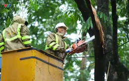 Hà Nội chặt hạ, dịch chuyển 24 cây xanh để mở rộng đường Hùng Vương kéo dài