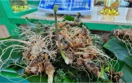 Đà Nẵng chuẩn bị khai hội Sâm Ngọc Linh lần thứ VII: Tôn vinh "quốc bảo" giữa đại ngàn