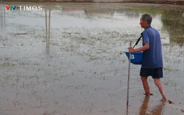 Ninh Bình: Hơn 40.000 ha lúa ngập úng sau bão, nông dân thấp thỏm gieo lại vụ mùa