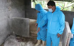 64 xã, phường tỉnh Phú Thọ bùng phát dịch tả lợn châu Phi