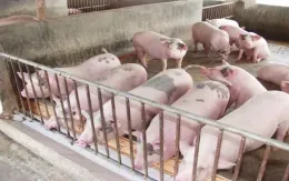 Giá lợn hơi giảm nhẹ