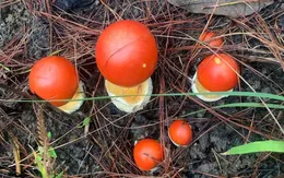 Mùa săn nấm rừng thông