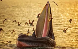 Cá Ông trở lại - biển đã hồi sinh