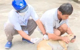 Tử vong do bệnh dại sau khi bị chó liếm vào vết thương hở