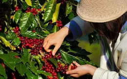 Cà phê Việt trước thách thức từ quy định chống mất rừng của EU