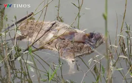 Lợn chết trôi dọc sông Hồng, nguy cơ dịch bệnh lan rộng