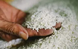 Philippines tạm ngừng nhập khẩu gạo trong 60 ngày