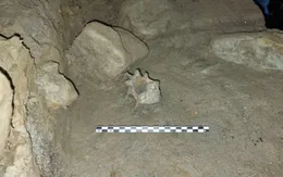 Phát hiện hóa thạch xương động vật Bắc Cực cổ đại trong hang động tại Na Uy