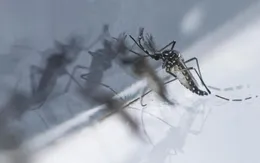 Số ca sốt do virus chikungunya tăng gấp đôi, Singapore nâng cao cảnh báo y tế