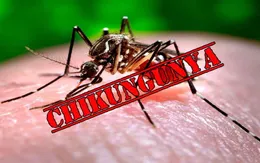 Bộ Y tế chỉ đạo tăng cường phòng chống dịch bệnh Chikungunya
