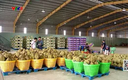 Xuất khẩu sầu riêng tăng kỷ lục trong 10 năm