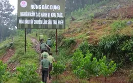 Bắc Ninh: Tinh vi thủ đoạn phá rừng tự nhiên